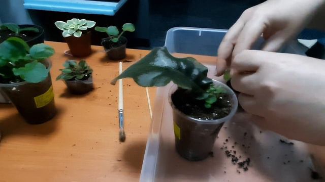 Будни цветовода. Пересадка цветов. смотреть онлайн