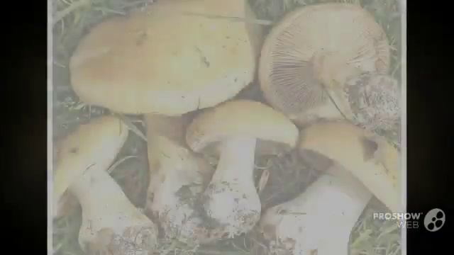 Cortinarius allutus - fungi kingdom смотреть онлайн