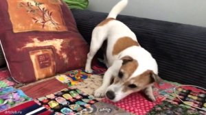 Что будет, если джек рассел терьеру зарядить батарейку