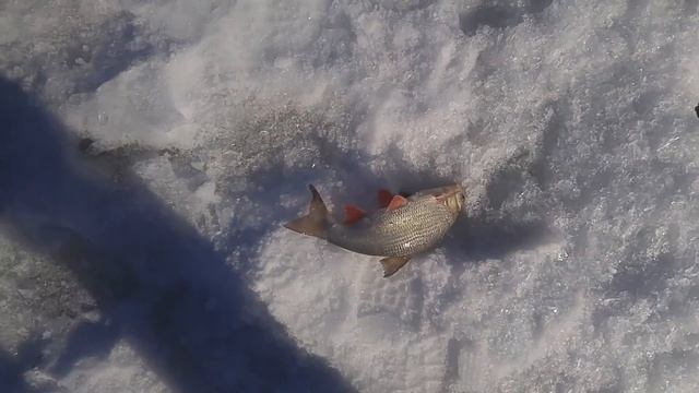 Зимняя рыбалка река Нура смотреть онлайн