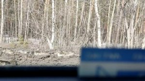 Косули возле ТЭЦ 30.03.2024