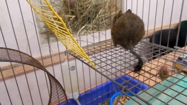 Дегу - уход и содержание (Новое видео)
