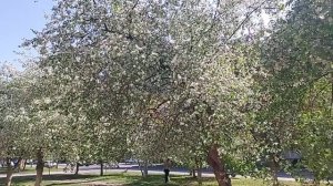 Сover version Ai  песни  Полина Гагарина – Я обещаю (Русский + Корейский)