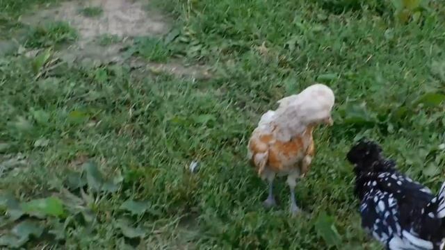 Молодые Падуаны дерутся - экоферма "К5" смотреть онлайн