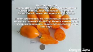 Каталог томатов на 2023г. Часть2: желтоплодные, оранжевые, белоплодные сорта, биколоры.