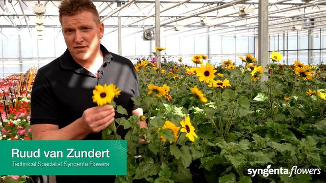 Sunblast Helianthus Annuus - A blast of color! смотреть онлайн