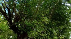 Вырубка сухостойных деревьев