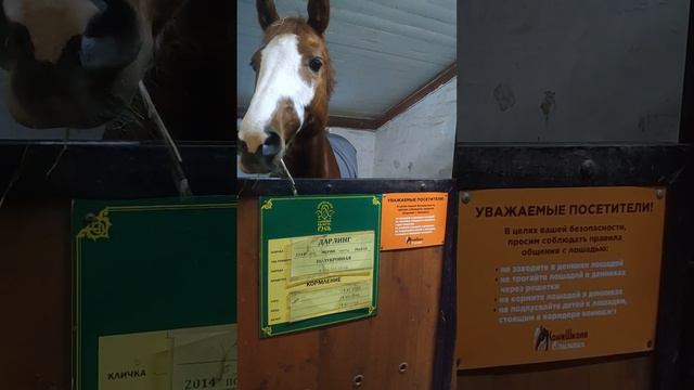 Лошади укус смотреть онлайн