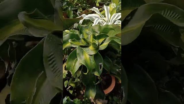 Dracaena fragrance tornado twist // beautiful Dracaena plant with Beautiful leaves #dracaena