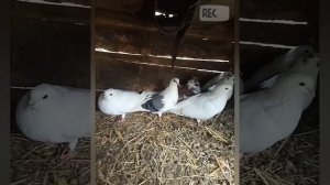 #Как отличить голубя от голубки?