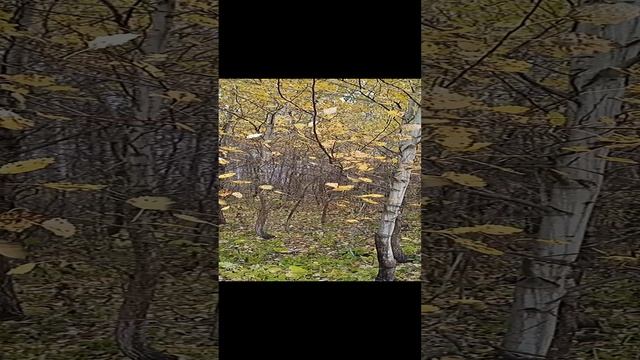 Природа Сибири. Осиновый лист.