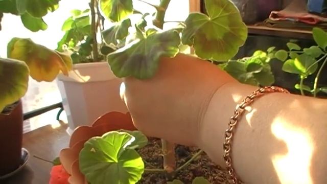 Делаем прививку на герань // САД и ОГОРОД смотреть онлайн