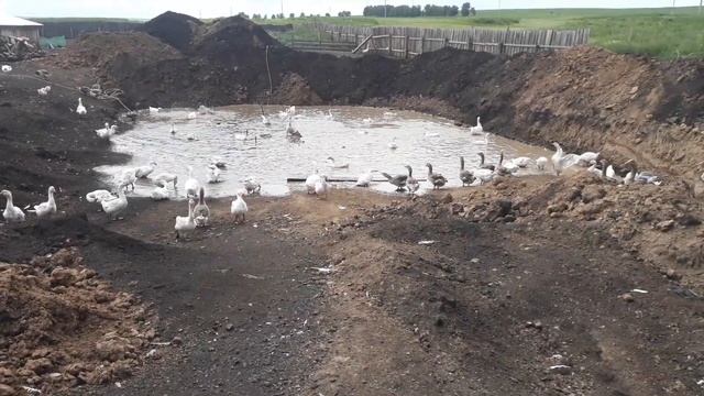 Выращивание карпа в собственном пруду. Начало. Часть 1.
