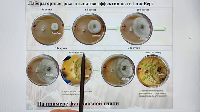 Биопрепарат ГлиоВер для огорода и сада ??