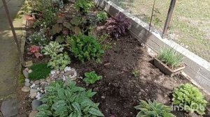 Горец. Черенкование. Агрессивное растение или декоративное? ??