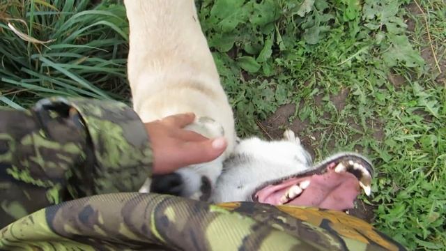 ПЕРВОЕ ВИДЕО СОБАК НА НОВЫЙ ФОТОАППАРАТ!!! смотреть онлайн