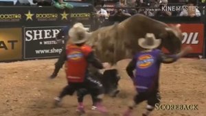 Адреналин с быками, коррида, кавбои