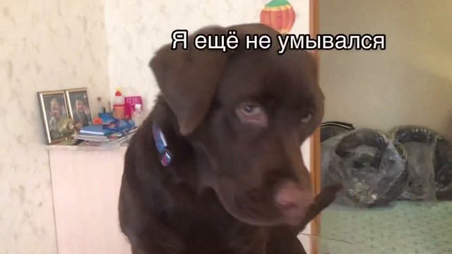 За стол только с чистыми лапами! смотреть онлайн