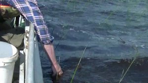 За судаком на Воже.