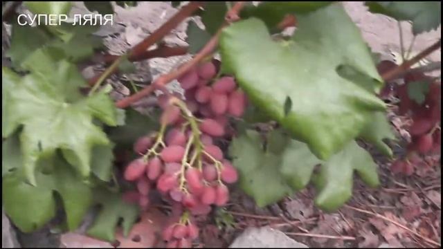 Находка Калугина, Варваркин,Родничек,Суперляля,Памяти Смольникова,Верона,мускат Диевский,Хуторок