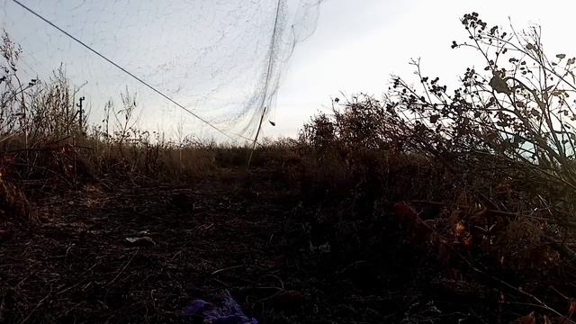 Интрига! ловля щеглов реплов(коноплянок) или чижей? смотреть онлайн