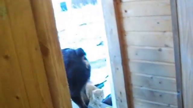 УНИВЕРСАЛЬНЫЙ РОТВЕЙЛЕР. universal Rottweiler.Дрессировка и воспитание собаки.Ротвейлер день за дне