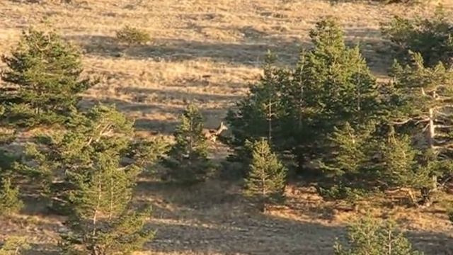 Стадо оленей на крымской яйле смотреть онлайн