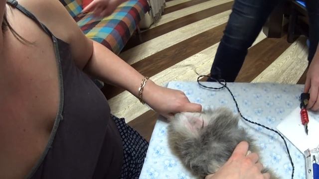 Клеймение (татуировка) породистых щенков. Желаете купить щенка шпица? смотреть онлайн