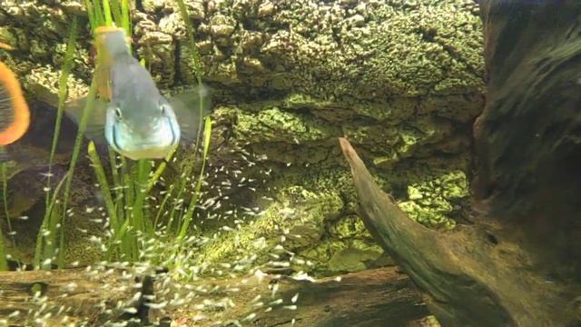 мальки бирюзовой акары смотреть онлайн