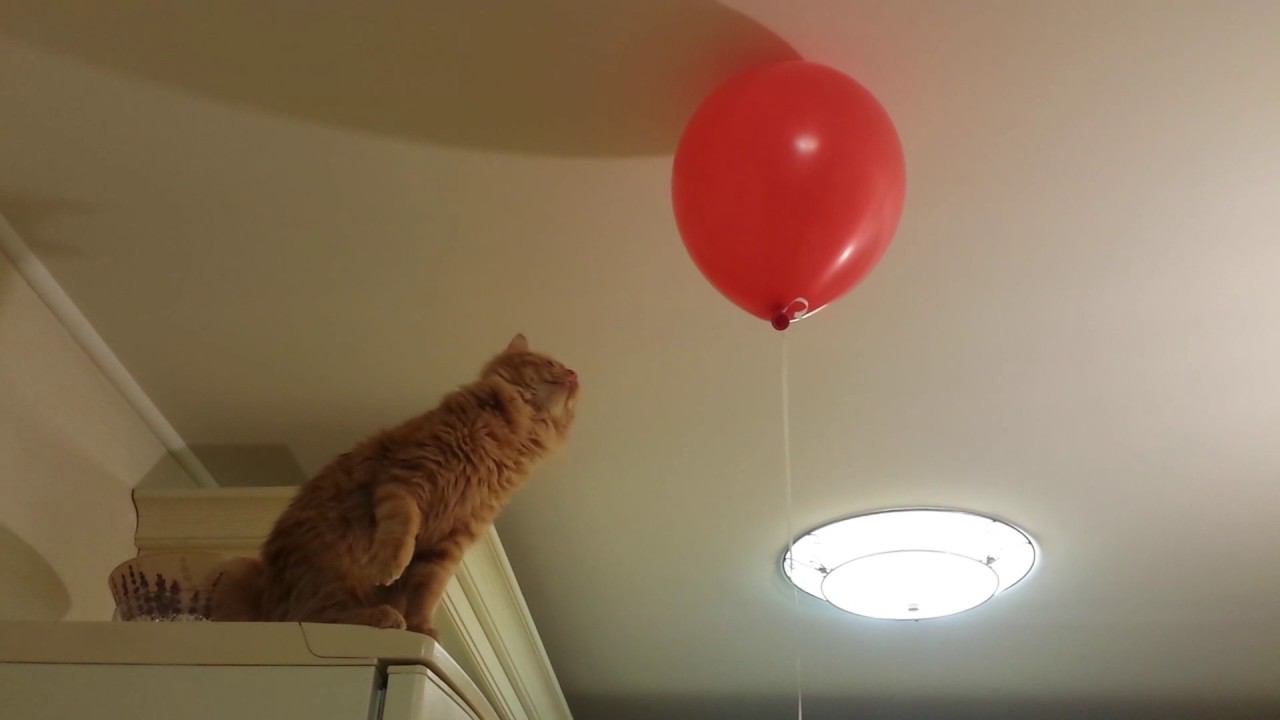 Кот на холодильнике и воздушный шарик смотреть онлайн