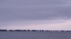 16. Как манить утку  Охота с Фрэдом Зинком. Звуки для северной утки.  Русская озвучка.