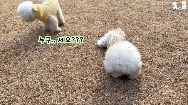 여러분의 강아지가 매일 이런 모습이라면??? ㅋㅋㅋㅋ смотреть онлайн