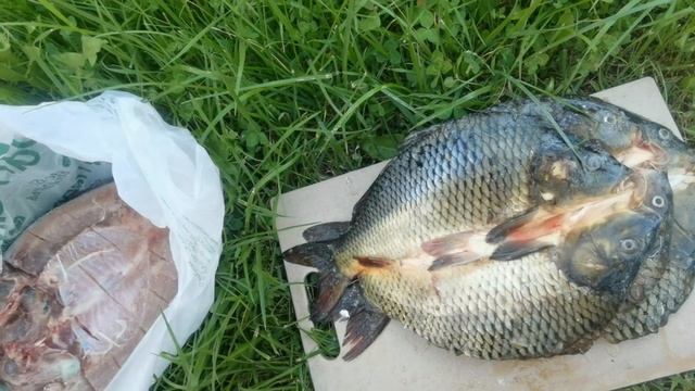 САМ ловил, САМ коптил!!! ? КАРПЫ холодного копчения. Коптильня Дачная 200 НП.  ИП Федотов А. В.