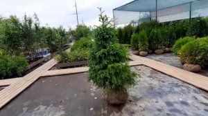 Ель Сербская, 140-160 см