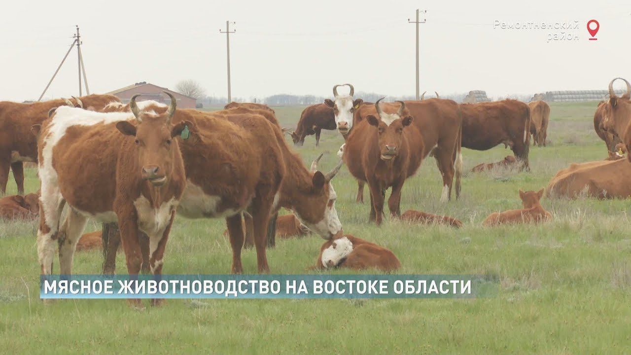 Мы постепенно идем к европейскому уровню животноводства