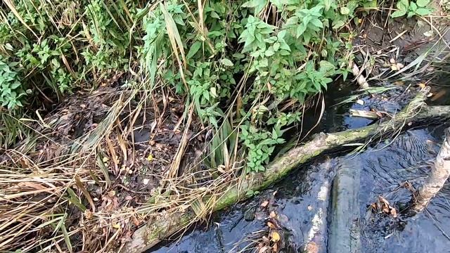 ПОЛЕЗ В СЕНТЯБРЕ В ВОДУ, ЗА БЛЕСНОЙ. РЫБАЛКА НА ОЗЕРЕ СЕНЕЖ.