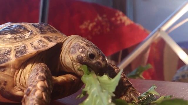 Черепаха ест одуванчики | Turtle eats dandelions. смотреть онлайн