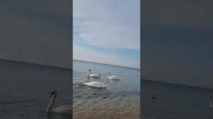 Лебеди в чёрном море. Анапа, апрель 2023г