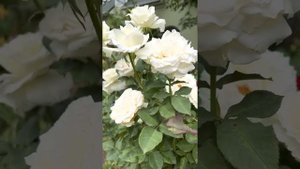 Роза  сорт кеннеди намного превосходит распространённый сорт Боинг.