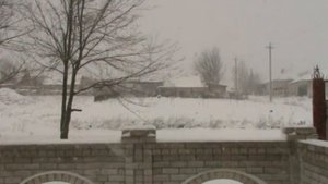 Световой  режим  при выращивании  бройлеров .