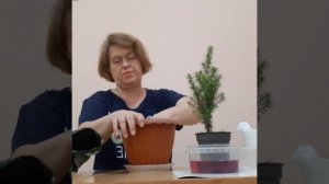 Ель Коника. Пересадка елочки из магазина.