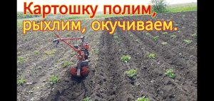 Прополка, рыхление, окучивание картофеля, за один проход.