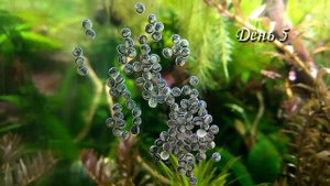 Развитие икры Панамской стурисомы