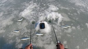 Ловим селёдку на махалки. Де-фриз.