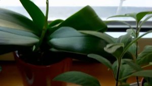 ЦВЕТЫ на РАБОТЕ. Комнатное цветоводство