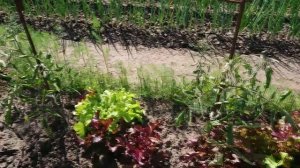 Есть повод поздравить. Розы: Циркус, Утро Парижа, Мэри Энн. Спасите свои растения от майского жука.