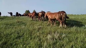 Купил кобылок. Русский тяжеловоз