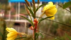 Evening Primrose