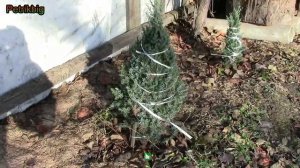 Подготовка можжевельника к зиме