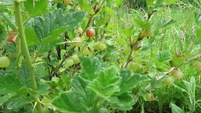 Ribes uva-crispa Fruit and Friend смотреть онлайн
